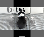 Small #1 Boston Terrier