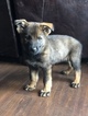 Small Photo #13 German Shepherd Dog Puppy For Sale in BIRMINGHAM, PA, USA