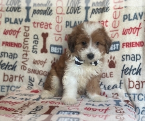 Aussiedoodle Miniature  Puppy for sale in LAKELAND, FL, USA