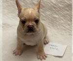 Small Photo #5 French Bulldog Puppy For Sale in LEES SUMMIT, MO, USA
