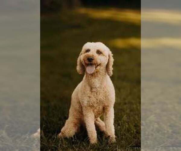 Medium Photo #1 Cockapoo (Miniature) Puppy For Sale in LOGAN, IA, USA