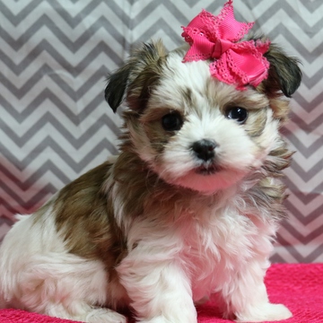 Medium Photo #1 Morkie Puppy For Sale in NAVARRE, OH, USA