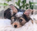 Small #1 Mutt