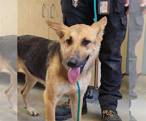 Medium Photo #1 German Shepherd Dog Puppy For Sale in Camarillo, CA, USA