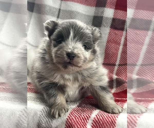 Medium Photo #1 Pomsky Puppy For Sale in NILES, MI, USA