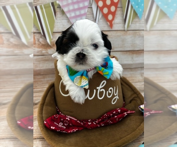 Medium Photo #1 Shih Tzu Puppy For Sale in ONTARIO, CA, USA