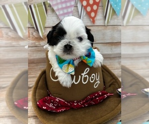 Shih Tzu Puppy for sale in ONTARIO, CA, USA