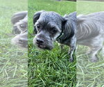 Small #3 Lhasa Apso Mix