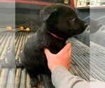 Small Photo #9 German Shepherd Dog Puppy For Sale in LINCOLN, NE, USA