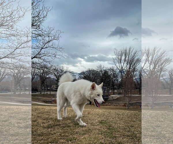 Medium Photo #18 Huskies -Unknown Mix Puppy For Sale in Sandy, UT, USA