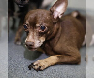 Chihuahua-Unknown Mix Dogs for adoption in San Antonio, TX, USA