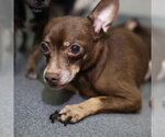 Small Chihuahua Mix