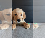 Maverick - Male Golden Retriever Puppy for Sale - Photo #4