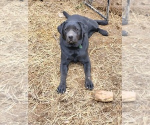 Labrador Retriever Puppy for sale in MOUNT UNION, PA, USA