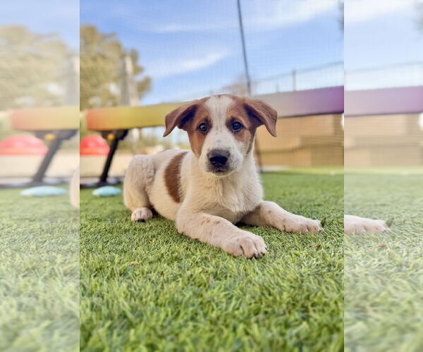 Medium Photo #2 Labrador Retriever Puppy For Sale in Menifee, CA, USA