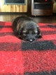 Small Photo #5 German Shepherd Dog Puppy For Sale in BIRMINGHAM, PA, USA