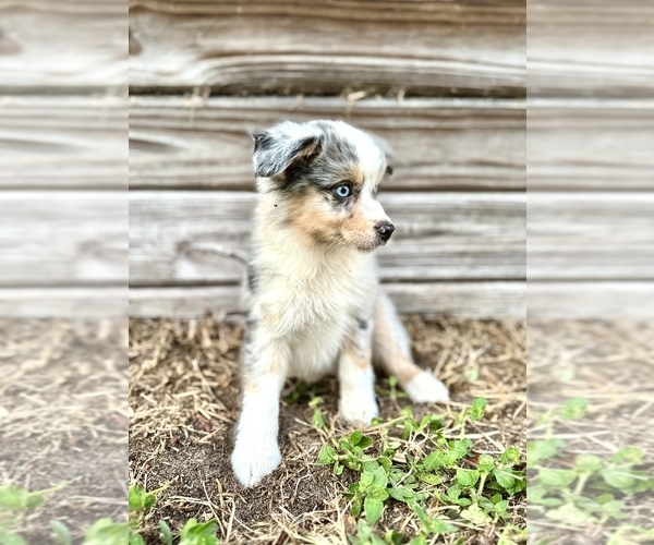 Medium Photo #13 Miniature Australian Shepherd Puppy For Sale in ORLANDO, FL, USA