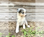 Small Photo #13 Miniature Australian Shepherd Puppy For Sale in ORLANDO, FL, USA