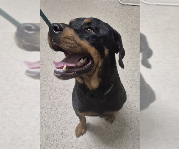 Medium Photo #1 Rottweiler Puppy For Sale in Bakersfield, CA, USA
