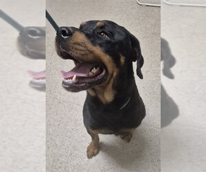 Rottweiler Dogs for adoption in Bakersfield, CA, USA