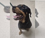 Small Rottweiler