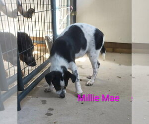 Beagle-Unknown Mix Dogs for adoption in Stover, MO, USA
