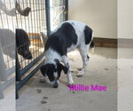 Small Beagle Mix