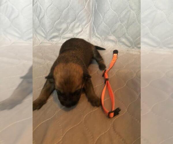 Medium Photo #2 Belgian Malinois Puppy For Sale in UNION BEACH, NJ, USA