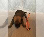 Small Photo #2 Belgian Malinois Puppy For Sale in UNION BEACH, NJ, USA