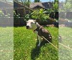 Small #4 American Pit Bull Terrier