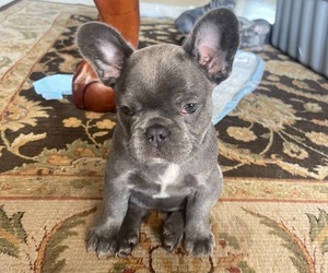 French Bulldog Puppy for sale in PALM BCH GDNS, FL, USA