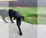 Small #3 Great Dane