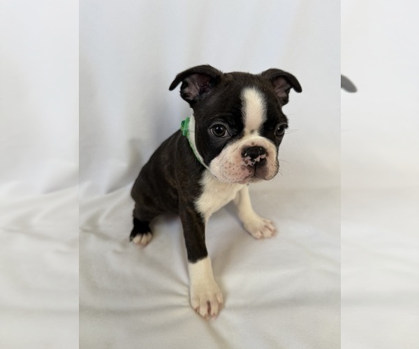 Medium Photo #1 Boston Terrier Puppy For Sale in MORENO VALLEY, CA, USA