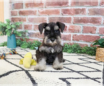 Small #3 Schnauzer (Miniature)