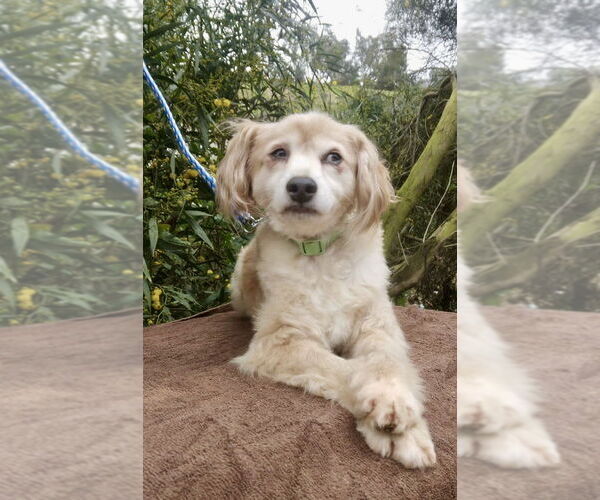 Medium Photo #3 Cocker Spaniel-Colonial Cocker Spaniel Mix Puppy For Sale in San Diego, CA, USA