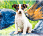 Small #5 Fox Terrier (Smooth)-Fox Terrier (Toy) Mix