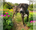 Small #7 American Pit Bull Terrier