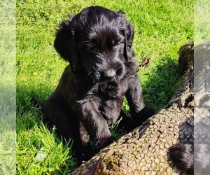 Aussiedoodle Puppy for sale in MARYVILLE, TN, USA