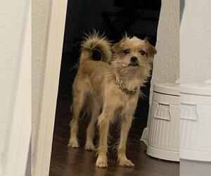 Mutt Dogs for adoption in San Antonio, TX, USA