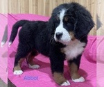 Small Photo #1 Bernese Mountain Dog Puppy For Sale in SHERIDAN, MI, USA