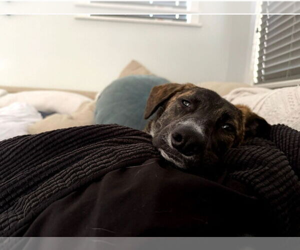 Medium Photo #2 Dutch Shepherd -Unknown Mix Puppy For Sale in Escondido, CA, USA