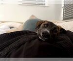 Small #1 Dutch Shepherd  Mix