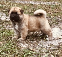 Akita Puppy for sale in HUDSON, FL, USA