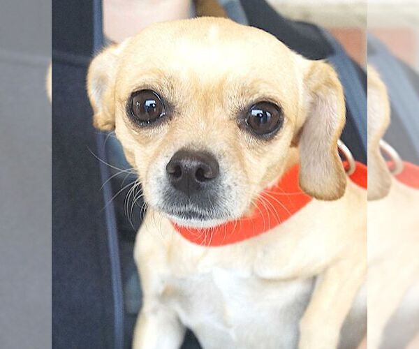 Medium Photo #1 Chihuahua Puppy For Sale in Carrollton, TX, USA