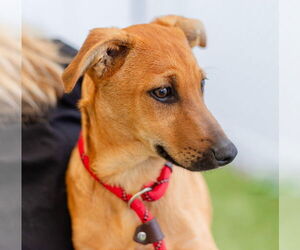 Mutt Dogs for adoption in Canton, CT, USA