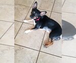 Small Photo #13 Miniature Pinscher-Unknown Mix Puppy For Sale in Bellmawr, NJ, USA