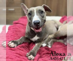 Mutt Dogs for adoption in Conroe, TX, USA