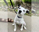 Small #7 Collie Mix