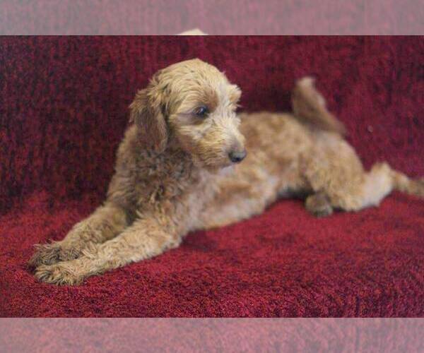 Medium Photo #1 Goldendoodle-Poodle (Miniature) Mix Puppy For Sale in STANLEY, WI, USA