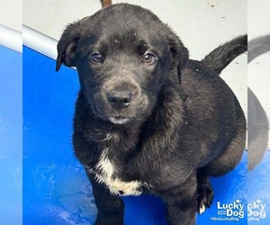 Labrador Retriever-Retriever  Mix Dogs for adoption in Washington, DC, USA